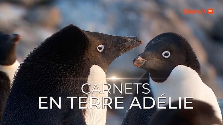 кадр из фильма Carnet de Terre Adélie