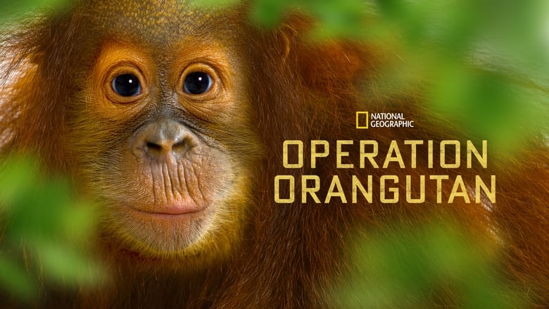 кадр из фильма Operation Orangutan