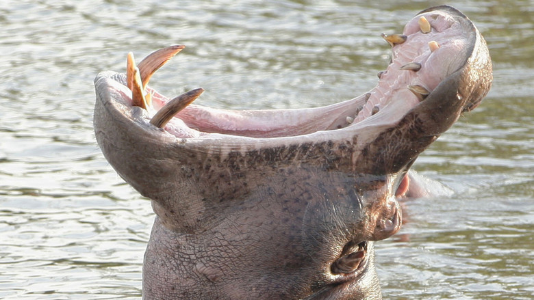 кадр из фильма Big is Beautiful