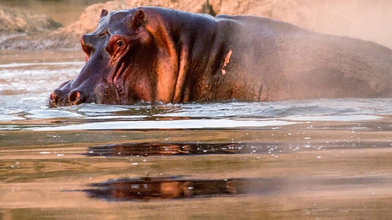 кадр из фильма Hippos after Dark