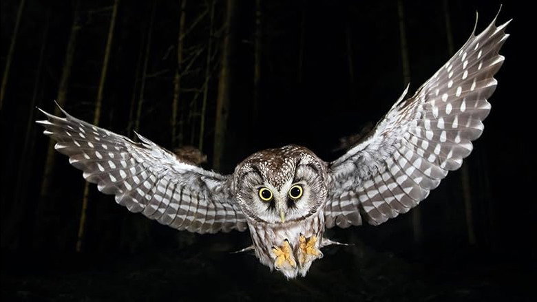 кадр из фильма Die Nacht erwacht! Über Leben im Wald