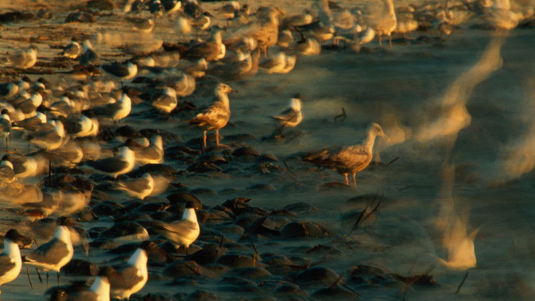 кадр из фильма Symphony for Our World