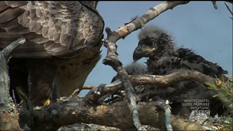 кадр из фильма Скрытые вершины (Заповедник Бен-Эй)