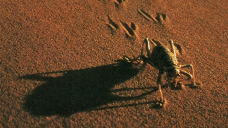 The Living Sands of Namib