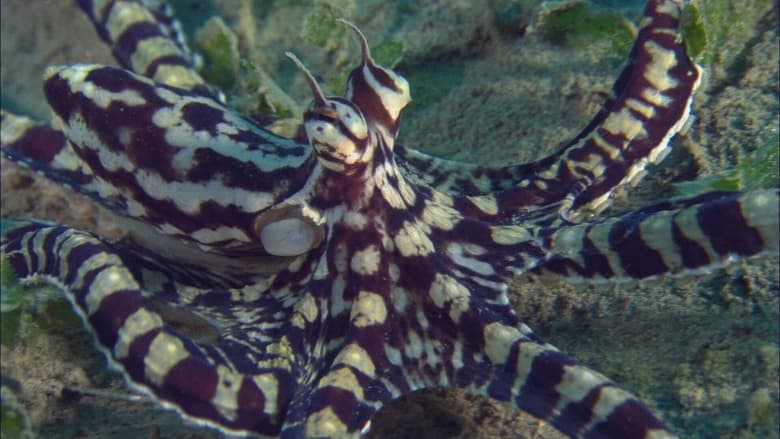 кадр из фильма Les Récifs du Pacifique