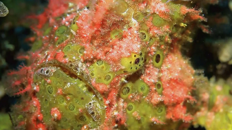 кадр из фильма Incredible Fish