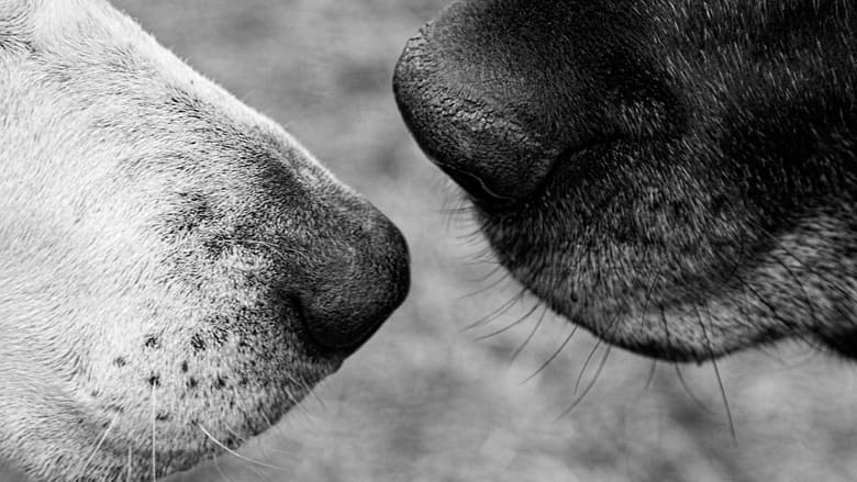 кадр из фильма Old Friends: A Dogumentary