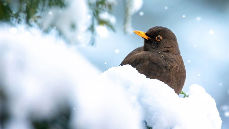 кадр из фильма Winter Wonderland