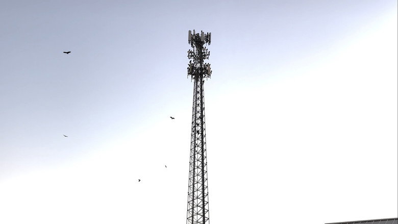 кадр из фильма BIRDS ARE DRONES AND THEY CHARGE ON POWERLINES