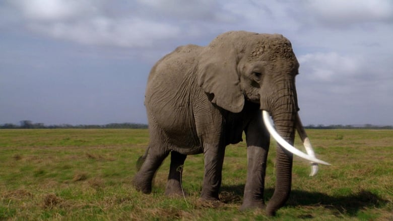 кадр из фильма Echo: An Elephant to Remember