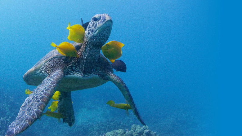 кадр из фильма Soul of the Ocean