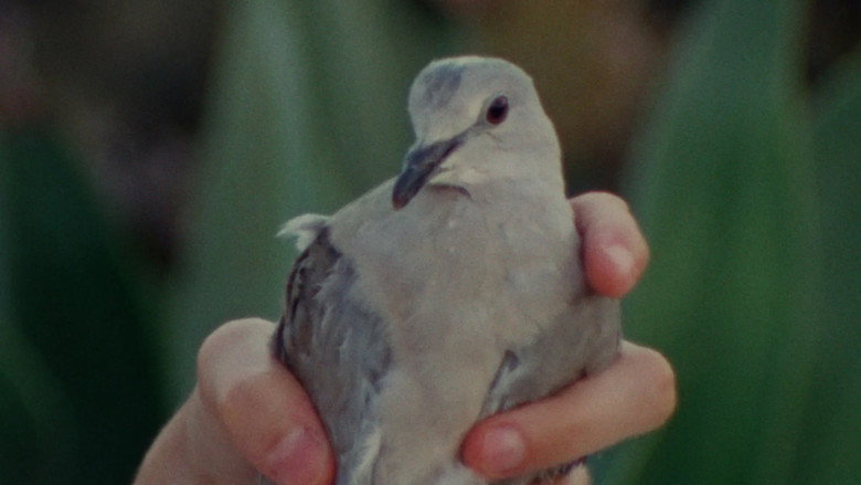 кадр из фильма pigeonhole