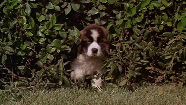 кадр из фильма Бетховен