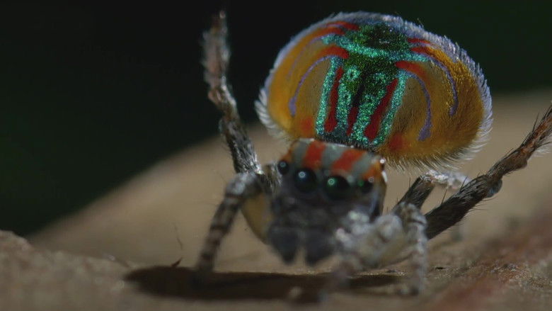 кадр из фильма Petits animaux, miracles de la nature