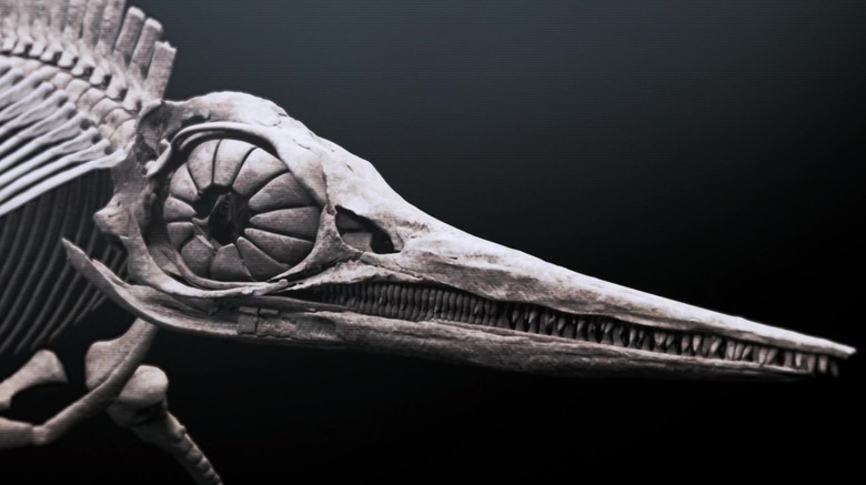 кадр из фильма Attenborough and the Sea Dragon