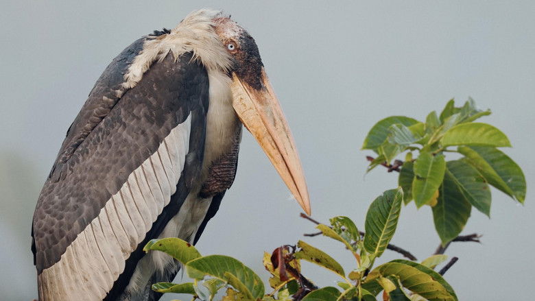 кадр из фильма Back to Camp 41