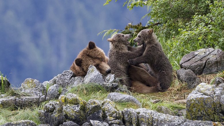 кадр из фильма Медведи