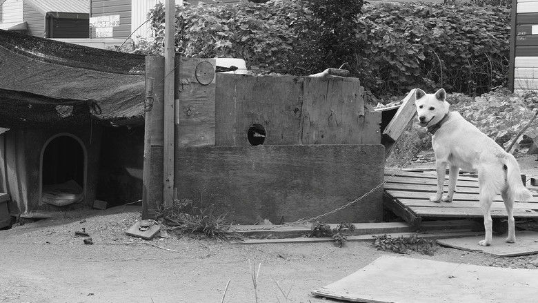 кадр из фильма Dogs in the Sun