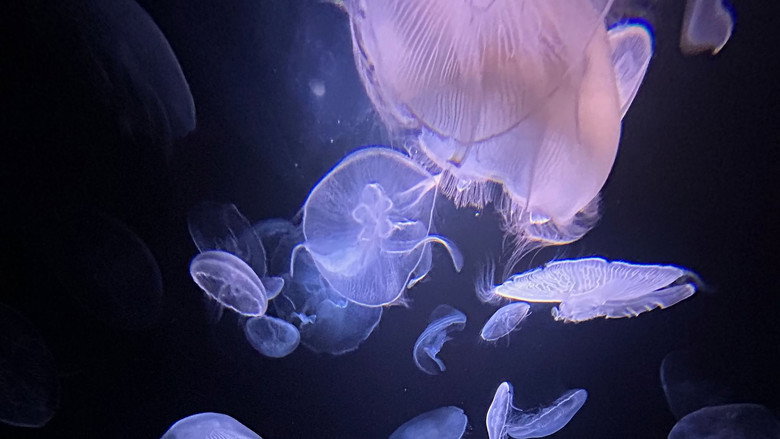 кадр из фильма Méduses les souveraines des océans