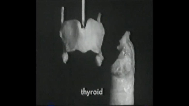 Voice Production: The Vibrating Larynx