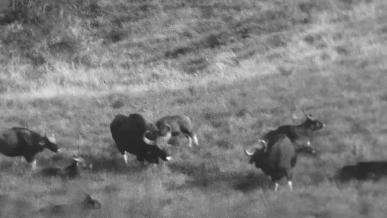 кадр из фильма Horned Game - Wild