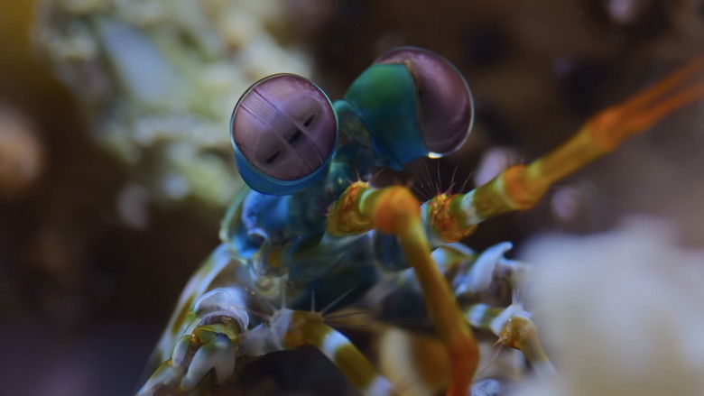 кадр из фильма A Deeper Dive with David Attenborough