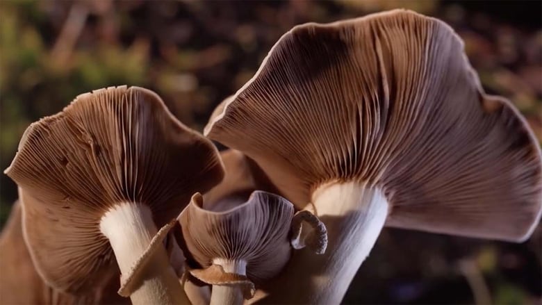 кадр из фильма Фантастические грибы