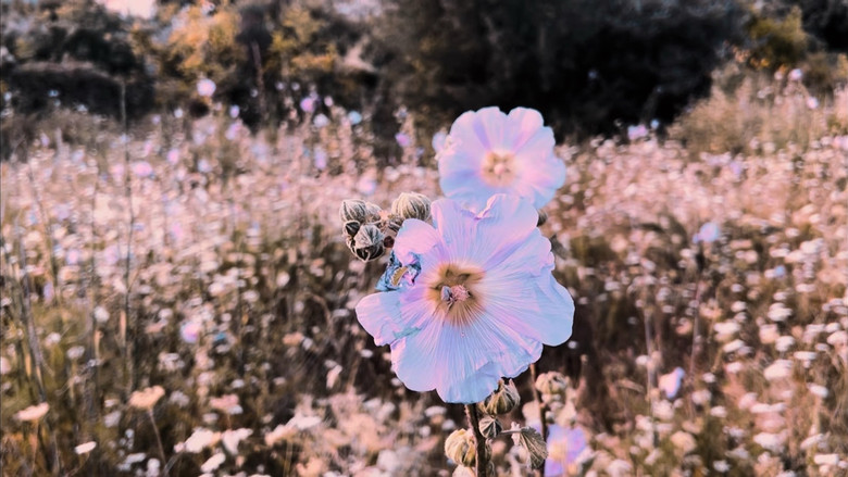 кадр из фильма Blind Man’s Film