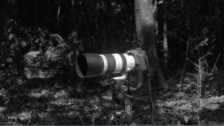 кадр из фильма Aves Coloridas