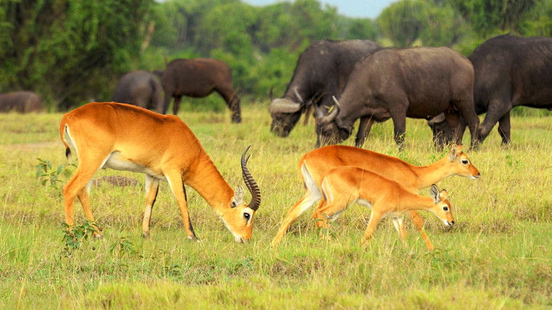 кадр из фильма Дикая Уганда