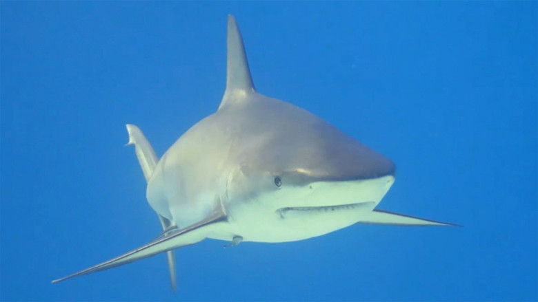 кадр из фильма Haie - Monster der Medien