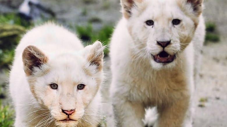 кадр из фильма La terre des lionnes blanches