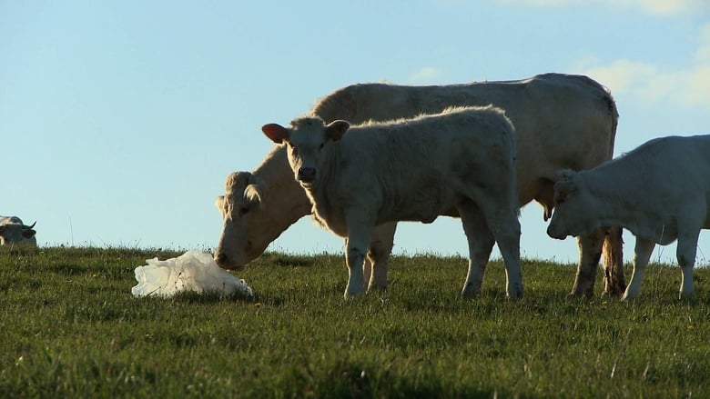 кадр из фильма Жизнь коров