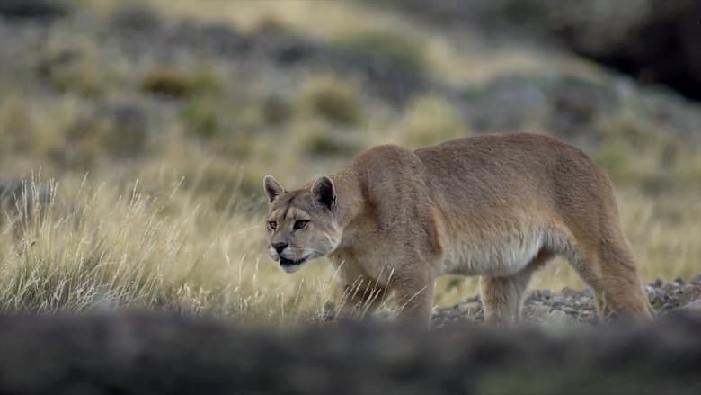 кадр из фильма Puma, le fantôme du Gévaudan