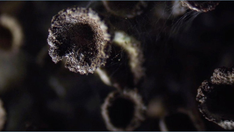 кадр из фильма Lavsang - Song of the Lichens