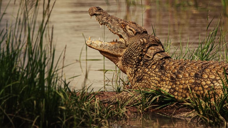 кадр из фильма Hippo vs Croc