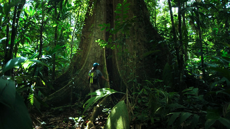 кадр из фильма The Forest