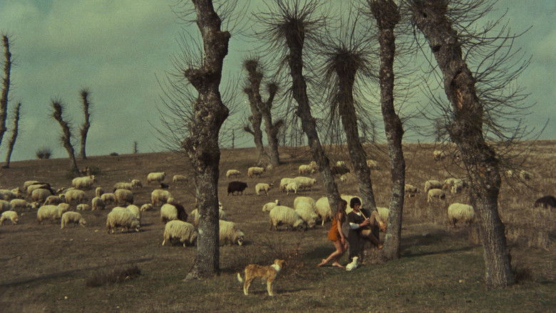 кадр из фильма Veredas