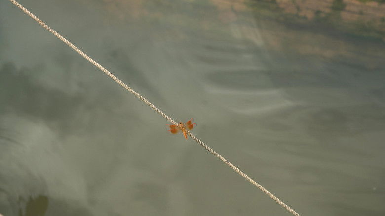 кадр из фильма Becoming Alluvium