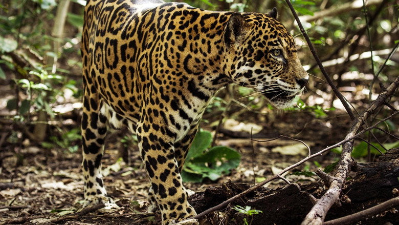 кадр из фильма Jaguar Beach‎