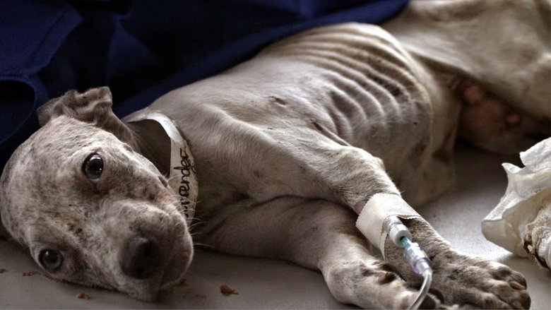 кадр из фильма New Orleans Animal Rescue