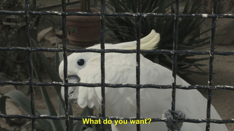 кадр из фильма Koki, Ciao