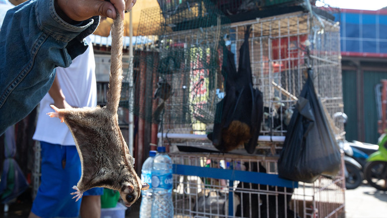 кадр из фильма Corona: The Pandemic and the Pangolin