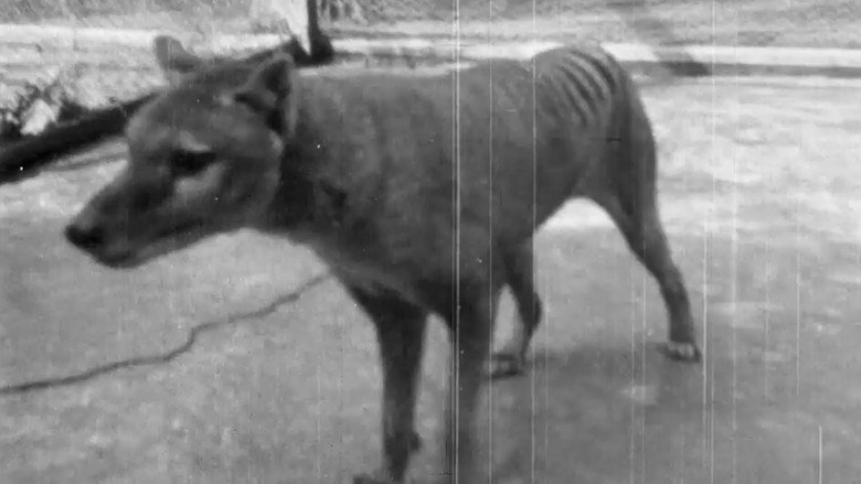 кадр из фильма Thylacine Footage