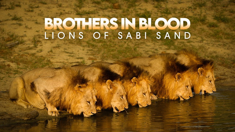 кадр из фильма Brothers in Blood: The Lions of Sabi Sand