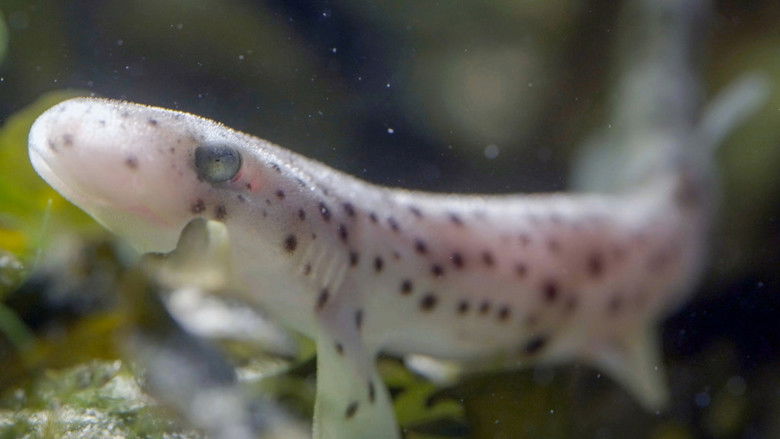 кадр из фильма Le grand cirque des marées