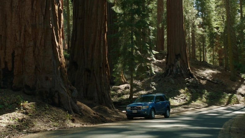 кадр из фильма Sequoia