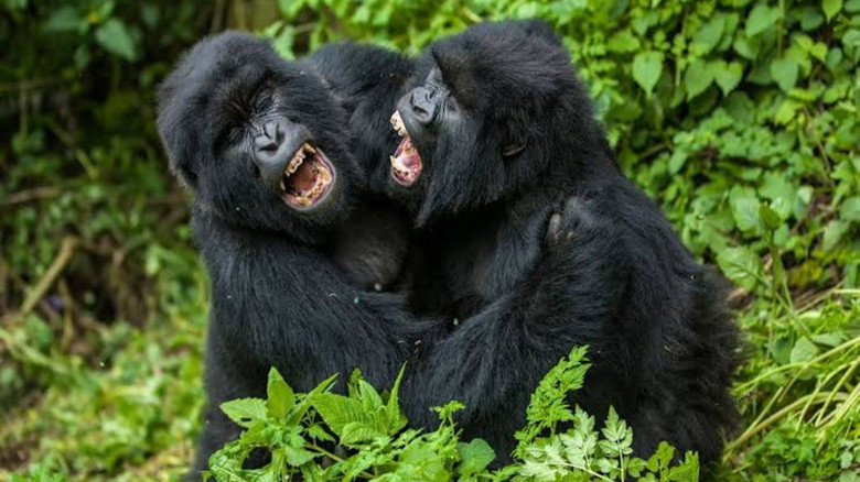 кадр из фильма Going Ape: Alpha Male