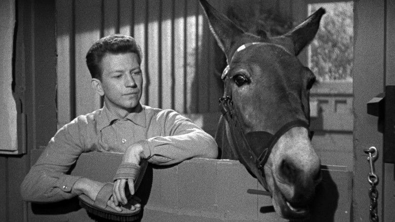 кадр из фильма Francis Goes to the Races