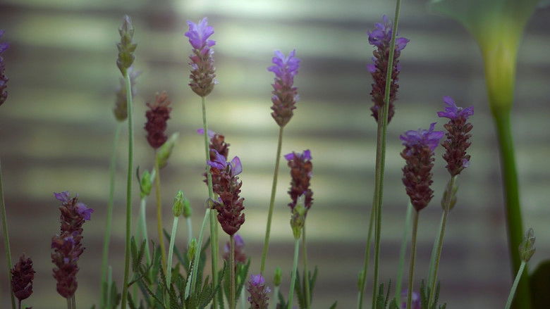 кадр из фильма De lo Indecible